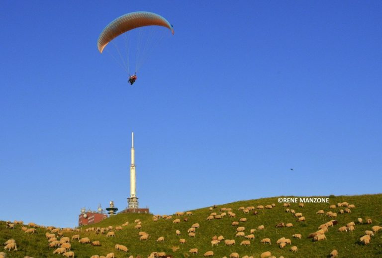 Les moutons viennent tondre au sommet du puy de Dôme