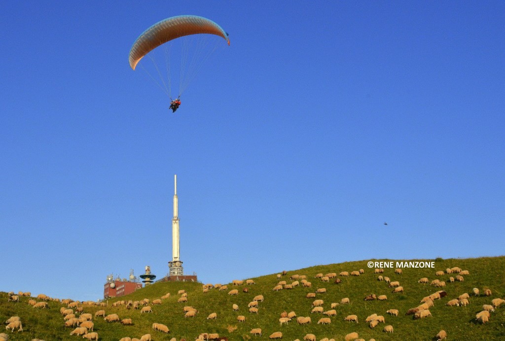 Les moutons viennent tondre au sommet du puy de Dôme